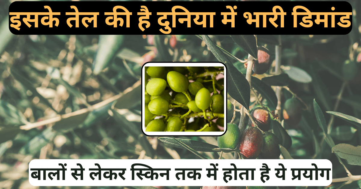 jojoba farming business